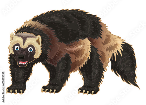 Wolverine cartoon illustration with brown hairy body