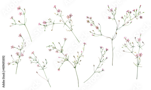 Watercolor set of small pink wildflowers on a white background 