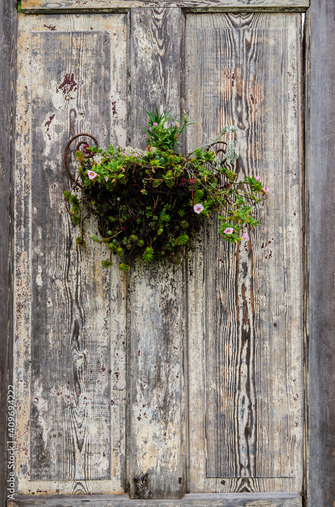 Fototapeta premium Old wooden door with flowers.