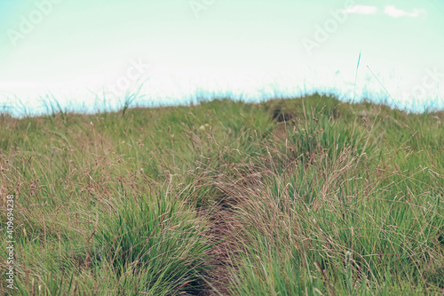 grass on a hill