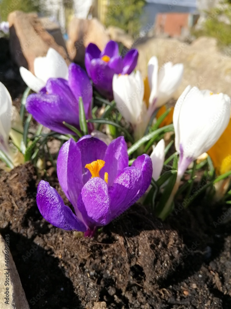 beautiful blooming white,yellow and purple crocuses. The first spring flowers on the Czech rolling pin and the rocky alpine slide in the garden. Floral Wallpaper beautiful blooming white,yellow and purple crocuses. The first spring flowers on the Czech rolling pin and the rocky alpine slide in the garden. Floral Wallpaper