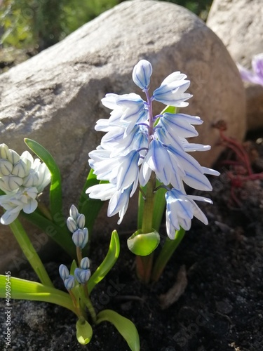 blue bell shaped flowers Puschkinia scilloides  libanotica with white stripes on a garden Alpine slide among stones  on a spring Sunny day.flower wallpaper photo