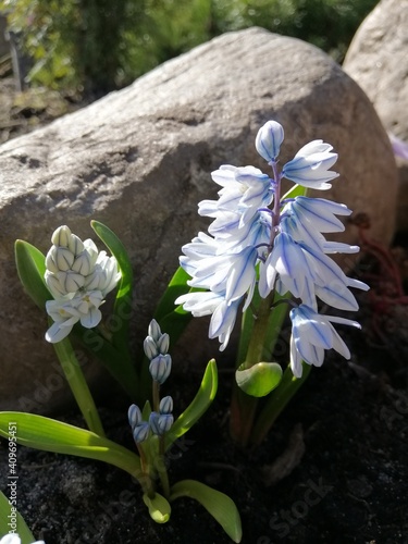 blue bell shaped flowers Puschkinia scilloides  libanotica with white stripes on a garden Alpine slide among stones  on a spring Sunny day.flower wallpaper photo