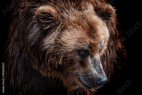 Front view of brown bear isolated on black background. Portrait of Kamchatka bear (Ursus arctos beringianus)