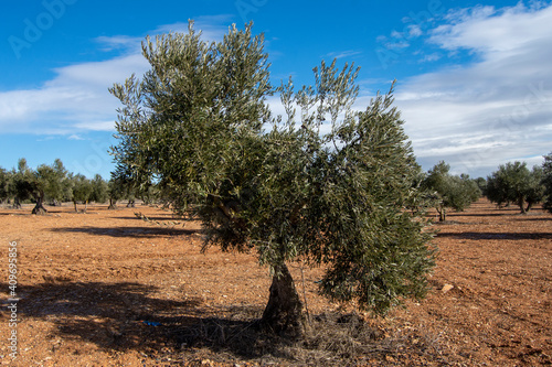 Olivos en olivar mediterraneo