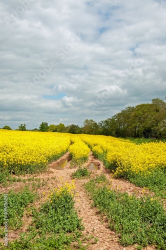 Yellow fields of summertime.