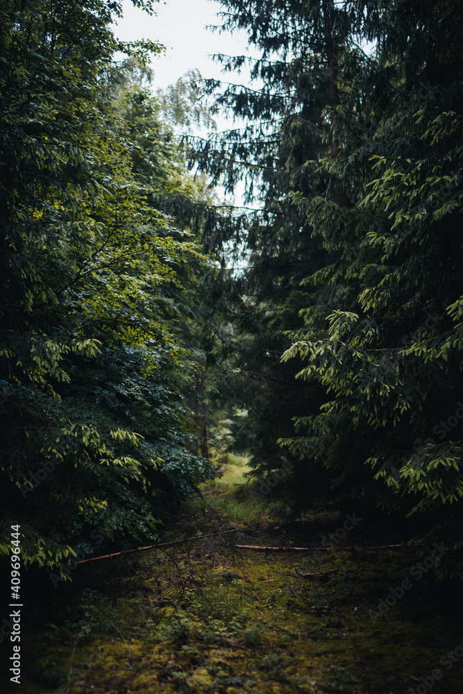 Fototapeta premium forest