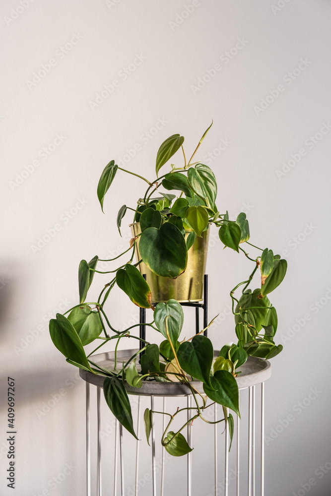 Fototapeta premium Philodendron scandens heartleaf, popular trending easy care houseplant in a gold pot, boho decor interior design, urban gardening