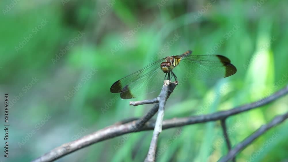 Dragonfly03 Dragonfly03