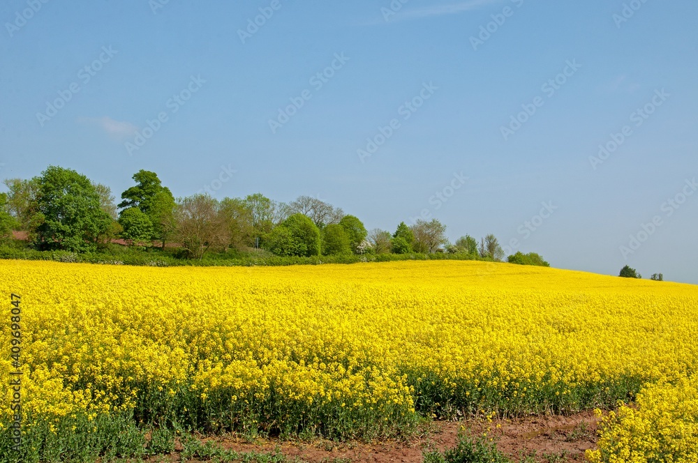 Yellow fields of summertime.
