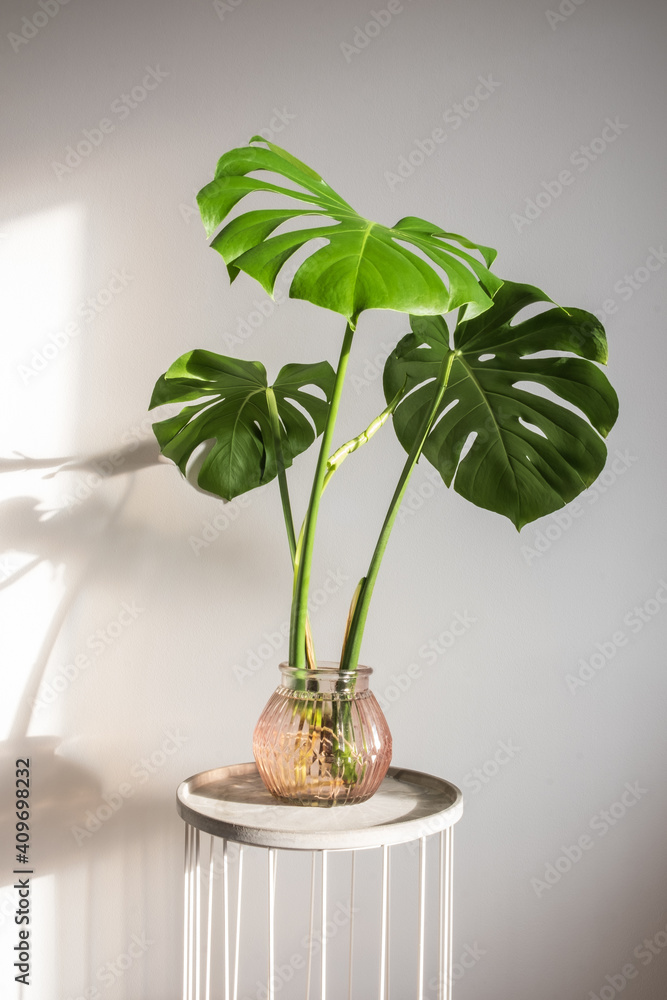 Beautiful monstera deliciosa cutting propagating in water with a new leaf. Hydroponic growing, trending tropical houseplants - obrazy, fototapety, plakaty 