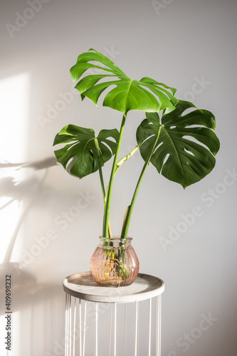 Beautiful monstera deliciosa cutting propagating in water with a new leaf. Hydroponic growing, trending tropical houseplants