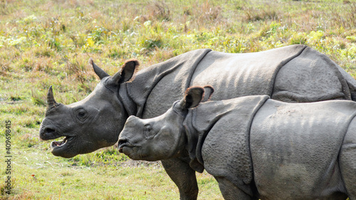 Photography Adult and juvenile one horned Indian rhinos (Rhinoceros Unicornis) spotted durin