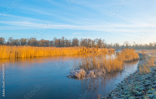 Reed along the sunny edge of a frozen blue lake in wetland in sunlight at sunrise in winter  Almere  Flevoland  The Netherlands  January 31  2021