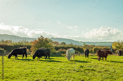 Grazing cows in the field