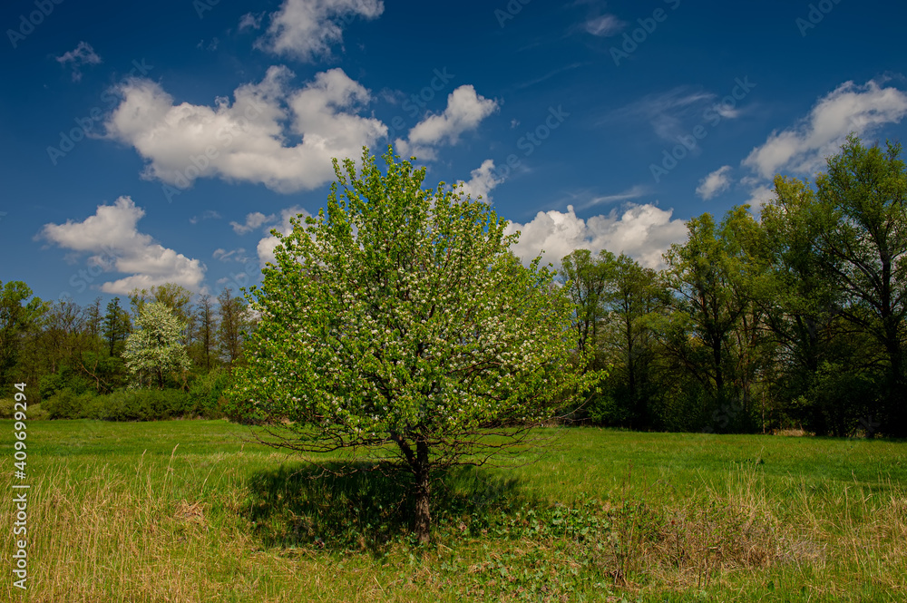Blossoming green deciduous trees and meadow, landscape. Blossoming green deciduous trees and meadow, landscape.
