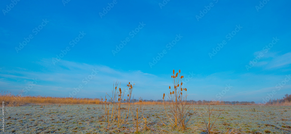 Plants in a frozen field in wetland in sunlight at sunrise in winter, Almere, Flevoland, The Netherlands, January 31, 2021