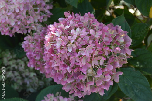 pink hydrangea flowers