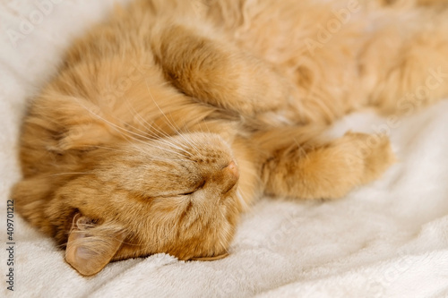 a red domestic cat lies on a soft blanket in a relaxed state close-up, the pet sleeps in a cozy place