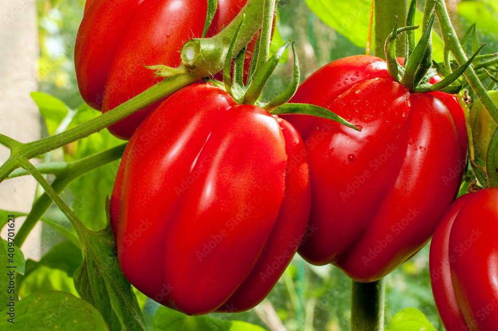 delicious and red tomatoes natural delicious and red tomatoes natural