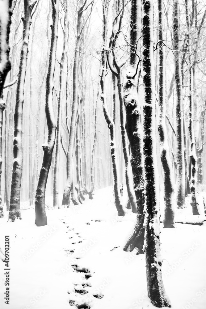 Fototapeta premium Winter forest after a blizzard