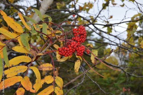 red berries