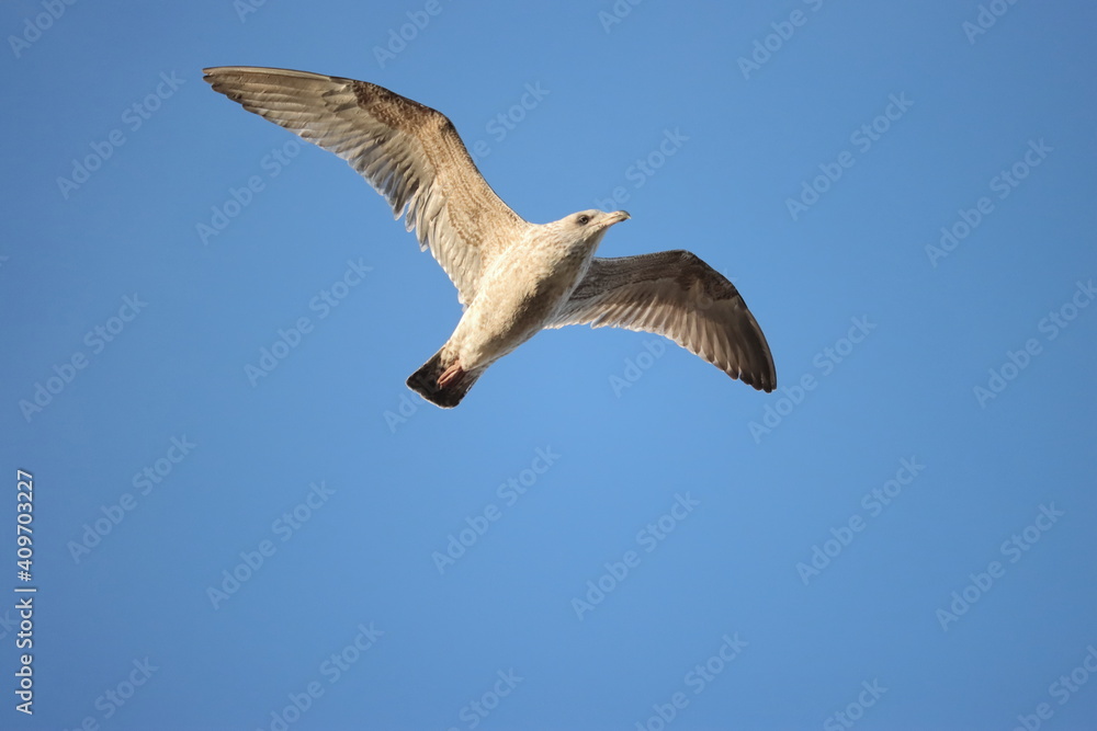 Obraz premium die Freiheit