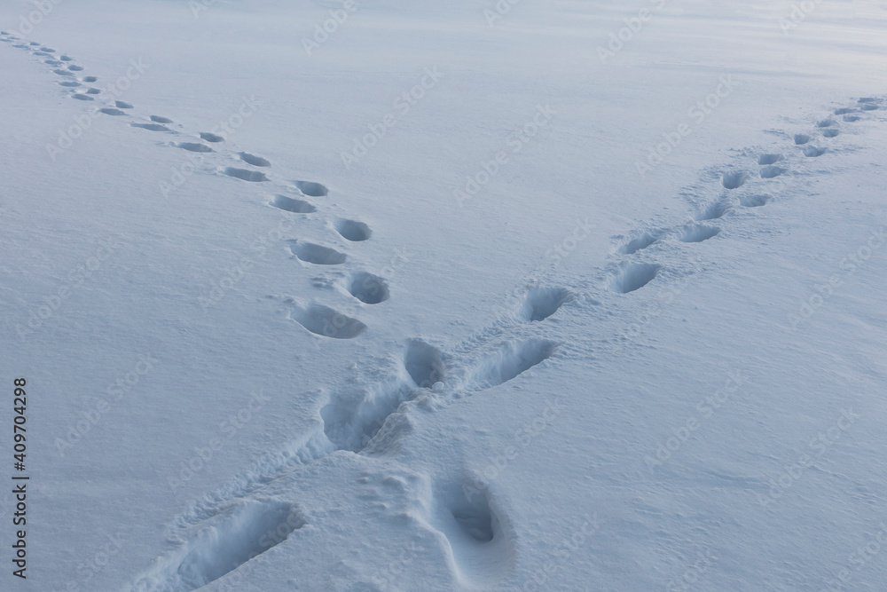 Footprints intersect in the snow Footprints intersect in the snow
