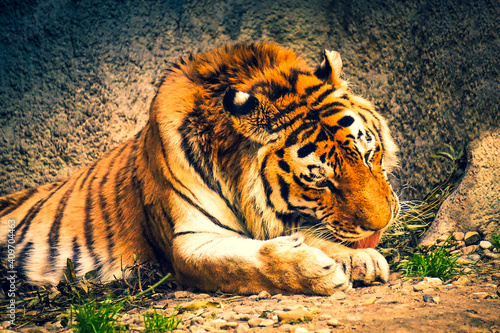 Tiger laying on a ground