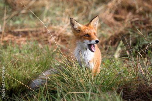 Beautiful young red Fox in the wild