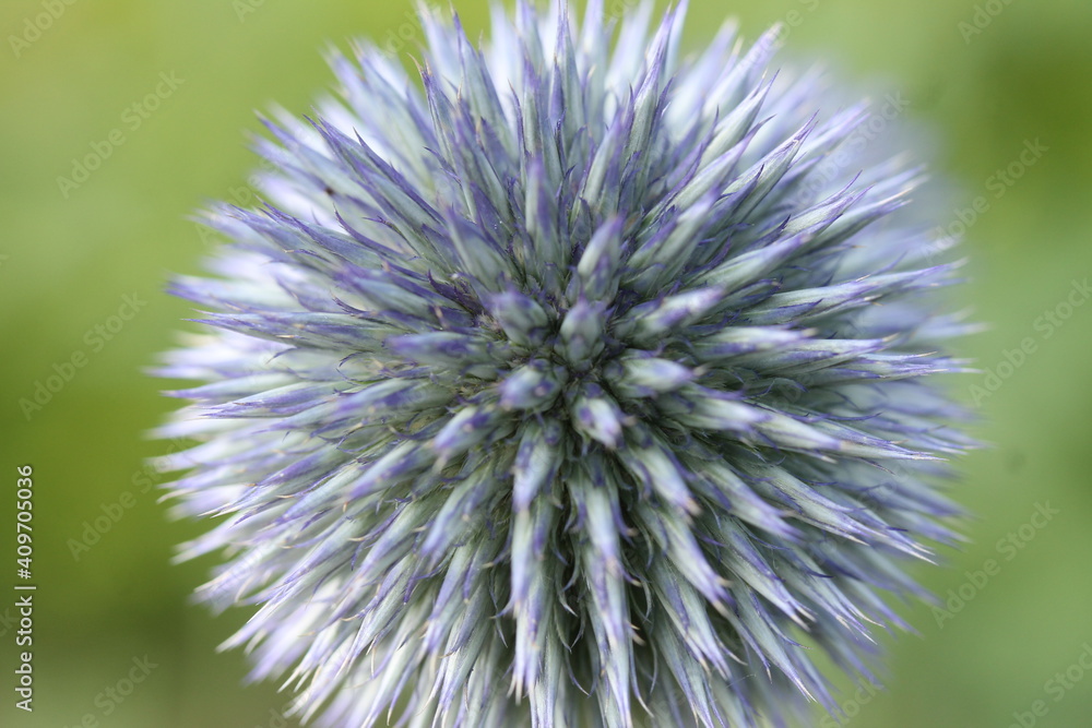Purple Flower Purple Flower