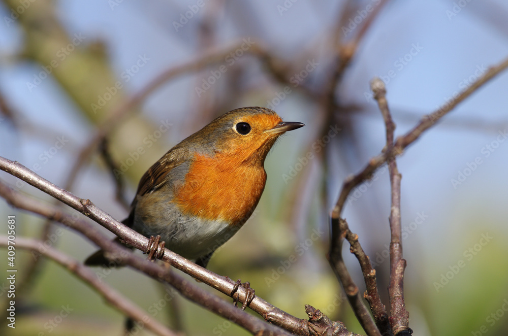 nahaufnahme von einem rotkehlchen im winter nahaufnahme von einem rotkehlchen im winter