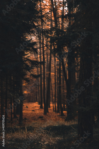 Herbstlicher Herbst Wald mit bunten blättern