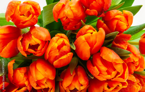 Rote Tulpen auf weissem hintergrund