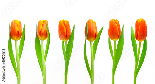 Rote Tulpen auf weissem hintergrund