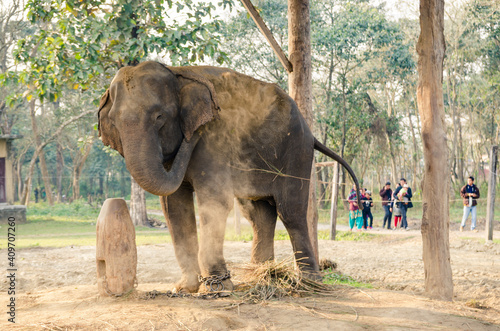 Asian elephant throwing sand over its back with its trunk, dust bath, Chitwan National Park, Nepal