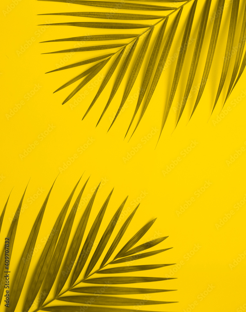 Fototapeta premium Palm tree leaf on colorful background.