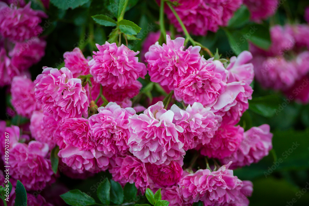 Floribunda garden rose. Delicate pink roses in a full bloom in the garden. Background of lush blooming flowers on the bushes in summer