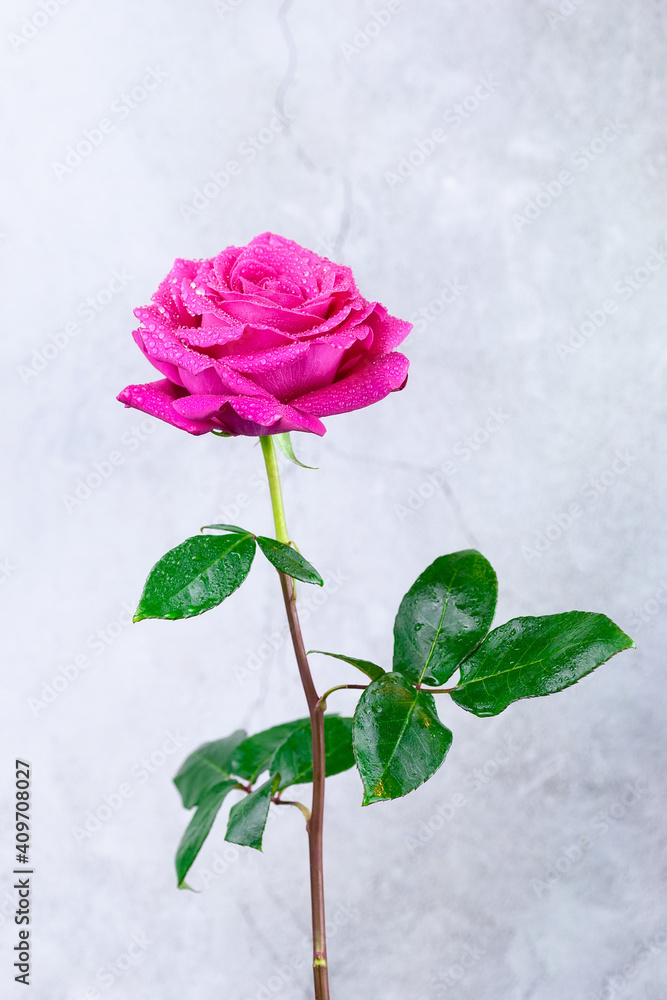 Fototapeta premium Red rose in a romantic background..