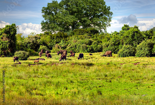 Bufalos in Africa © Tomas