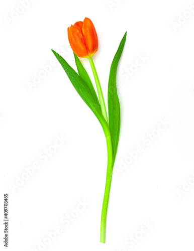 Rote Tulpen auf weissem hintergrund