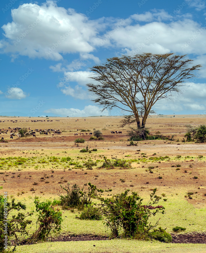 Obraz premium Acacias trees