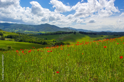 spring in Tuscany  landscape with poppies