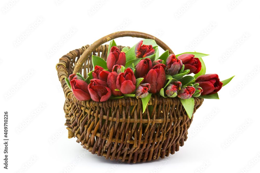 red tulips in a basket on white background red tulips in a basket on white background