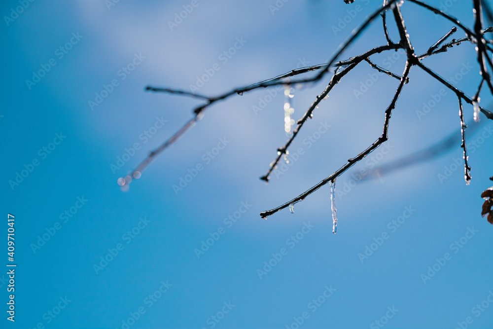 icicles on winter branch