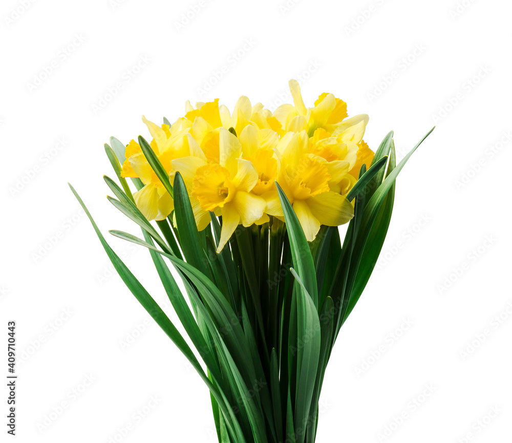 Spring floral border, beautiful fresh daffodils flowers, isolated on white background. Selective focus Spring floral border, beautiful fresh daffodils flowers, isolated on white background. Selective focus