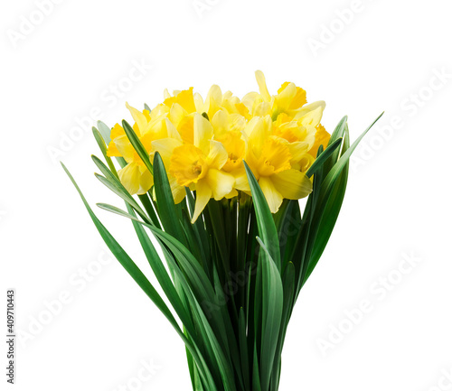 Spring floral border, beautiful fresh daffodils flowers, isolated on white background. Selective focus © ulkan