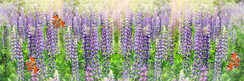 Wide-screen unfocused background with blooming lupines and butterflies. Art design  banner