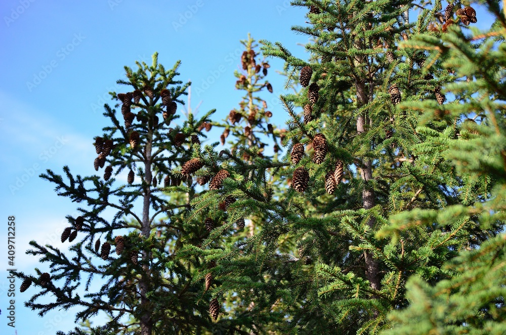 spruce tree with brown cones in summer spruce tree with brown cones in summer