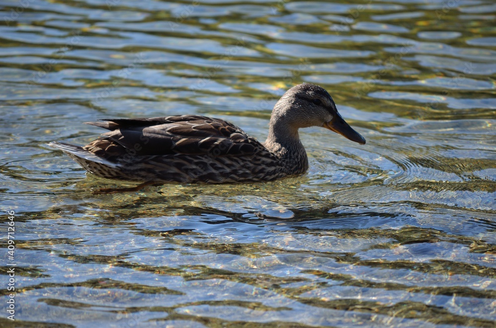 beautiful mallard duck in clean summer pond